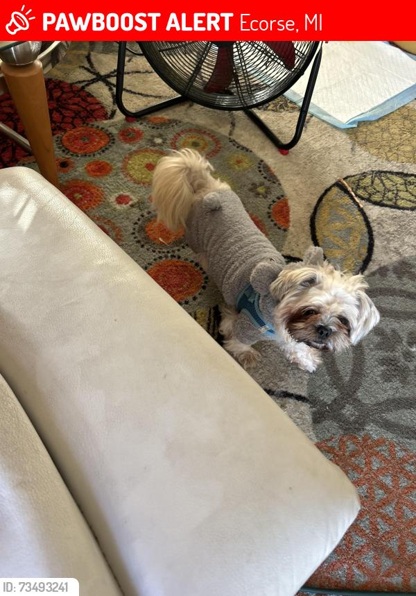 Lost Male Dog last seen Outer Drive, Ecorse, MI 48229