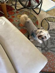 Lost Male Dog last seen Outer Drive, Ecorse, MI 48229