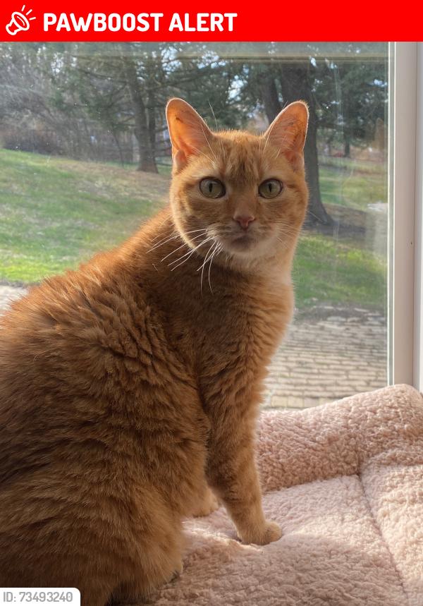 Lost Female Cat last seen West Harbison, Pittsburgh, PA 15205