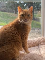 Lost Female Cat last seen West Harbison, Pittsburgh, PA 15205