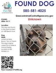 Found/Stray Male Dog last seen Near Beach Ave, Greece, NY 14612
