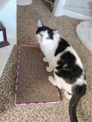 Lost Female Cat last seen LA PIEDRA pt, Fountain, CO 80817