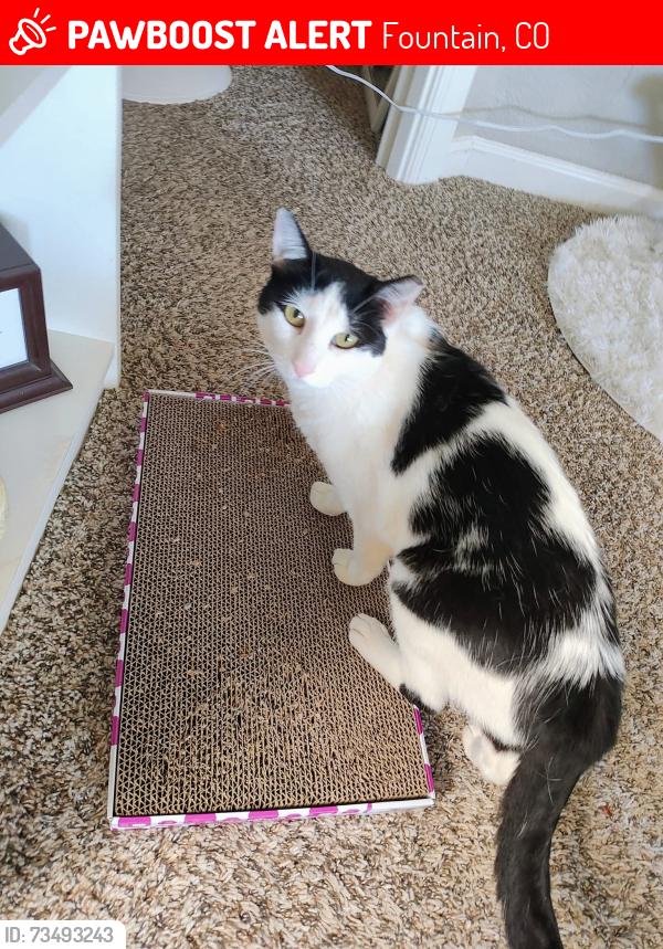 Lost Female Cat last seen LA PIEDRA pt, Fountain, CO 80817