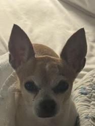 Lost Male Dog last seen Donna ln and forest ridge, Bedford, TX 76022