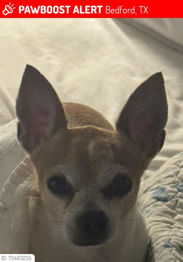 Lost Male Dog last seen Donna ln and forest ridge, Bedford, TX 76022