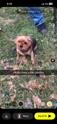 Reunited Female Dog last seen Carpenter and paradise near quick stop, Modesto, CA 95351