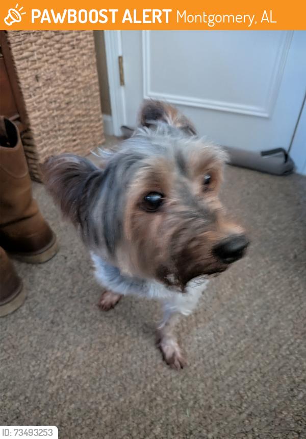 Found/Stray Male Dog last seen Bowling Green, Montgomery, AL 36109