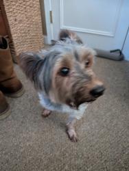 Found/Stray Male Dog last seen Bowling Green, Montgomery, AL 36109