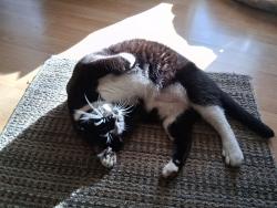 Reunited Male Cat last seen Kendal Park Rd. & Derryfield rd., Derry, NH 03038