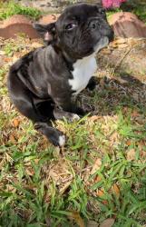 Lost Female Dog last seen Woodcreek neighborhood, Houston, TX 77073