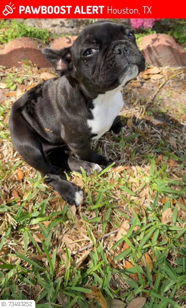 Lost Female Dog last seen Woodcreek neighborhood, Houston, TX 77073