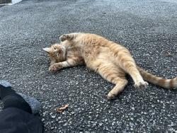 Found/Stray Unknown Cat last seen West Summit and Maryland Ave, Stanton, DE 19804