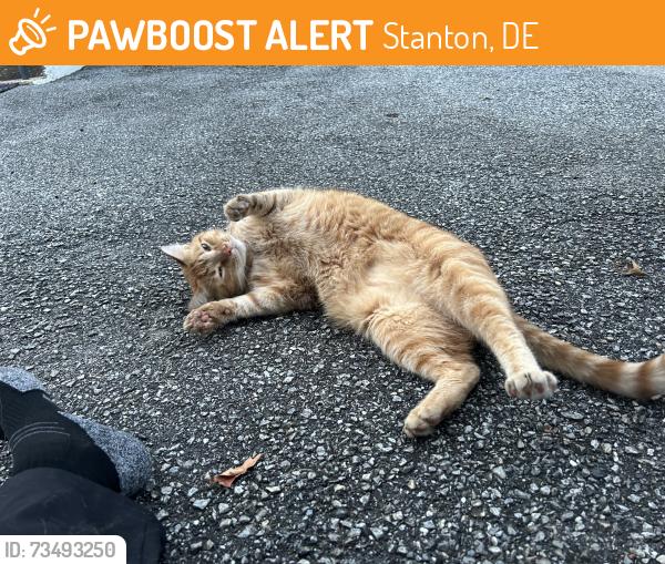 Found/Stray Unknown Cat last seen West Summit and Maryland Ave, Stanton, DE 19804