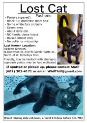 Lost Female Cat last seen Ironwood dr. and Saddle Butte st., north of North Mckellips blvd., Apache Junction, AZ 85120