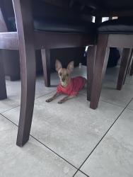 Reunited Male Dog last seen W 16th Ave & W 60th St, Hialeah, FL 33012