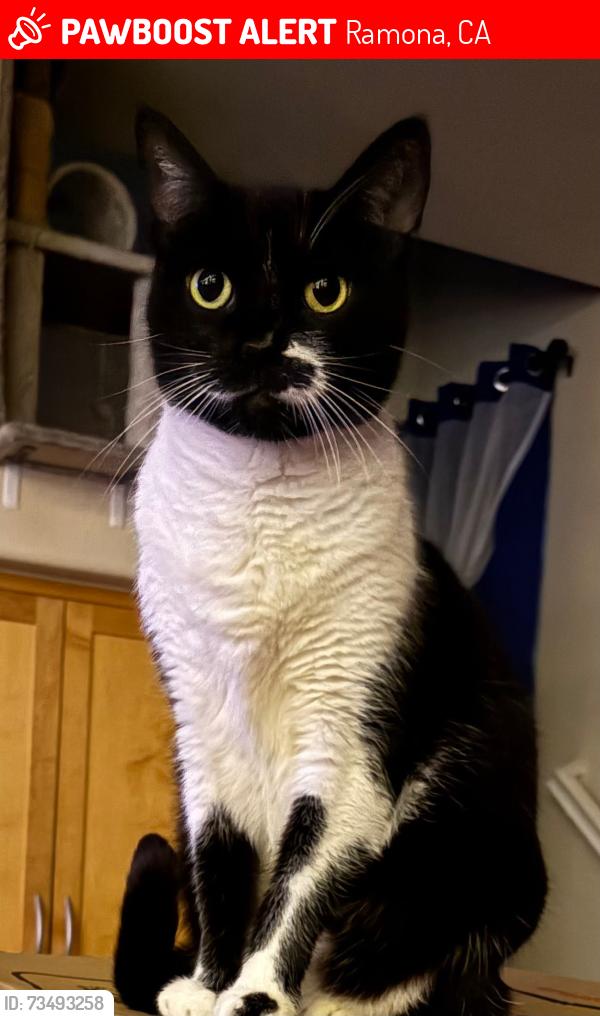 Lost Male Cat last seen Chablis/Garjan, Ramona, CA 92065