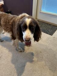 Found/Stray Male Dog last seen Buckingham ests, Weatherford, TX 76088