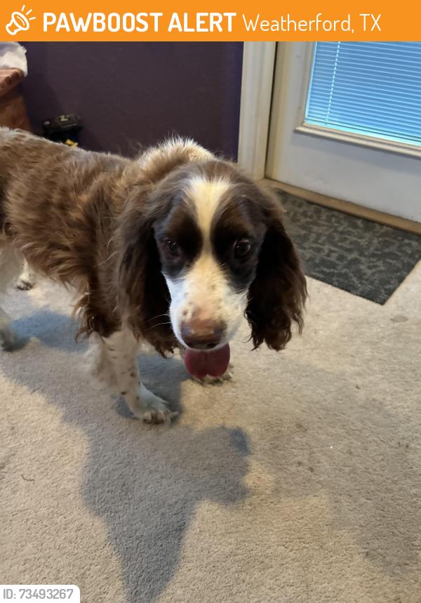 Found/Stray Male Dog last seen Buckingham ests, Weatherford, TX 76088
