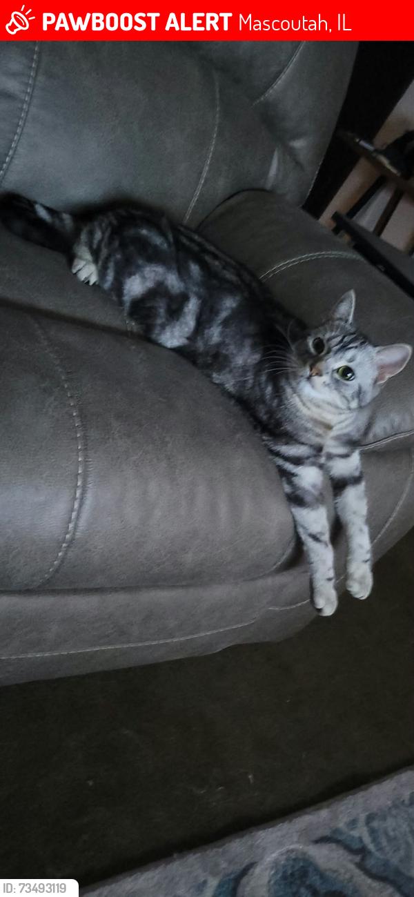Lost Male Cat last seen Cirrus Street, Beechcraft Blvd, Cessna Ct, and Fuesser Rd, Mascoutah, IL 62258
