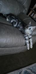 Lost Male Cat last seen Cirrus Street, Beechcraft Blvd, Cessna Ct, and Fuesser Rd, Mascoutah, IL 62258