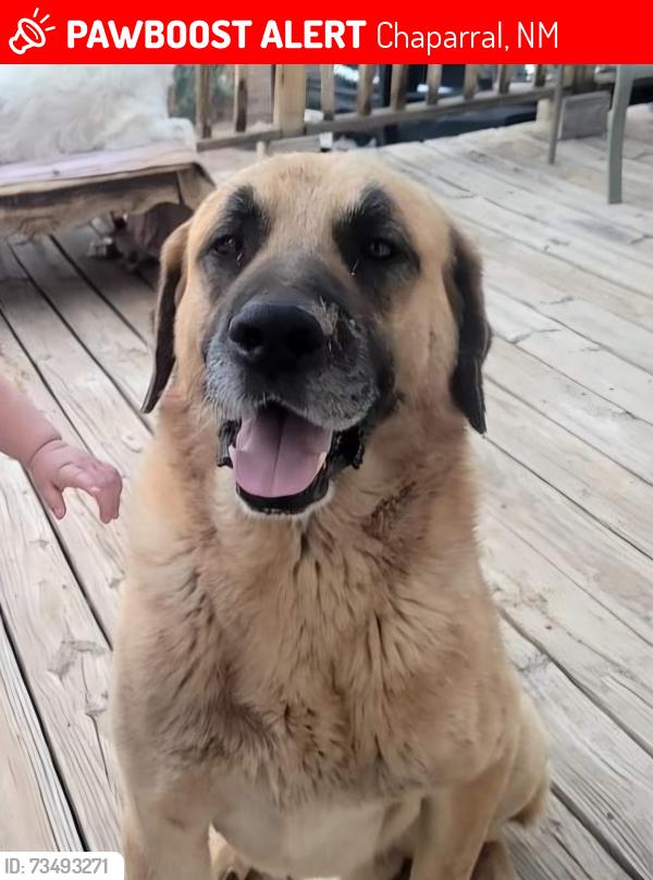 Lost Female Dog last seen Missile, Chaparral, NM 88081