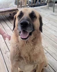 Lost Female Dog last seen Missile, Chaparral, NM 88081