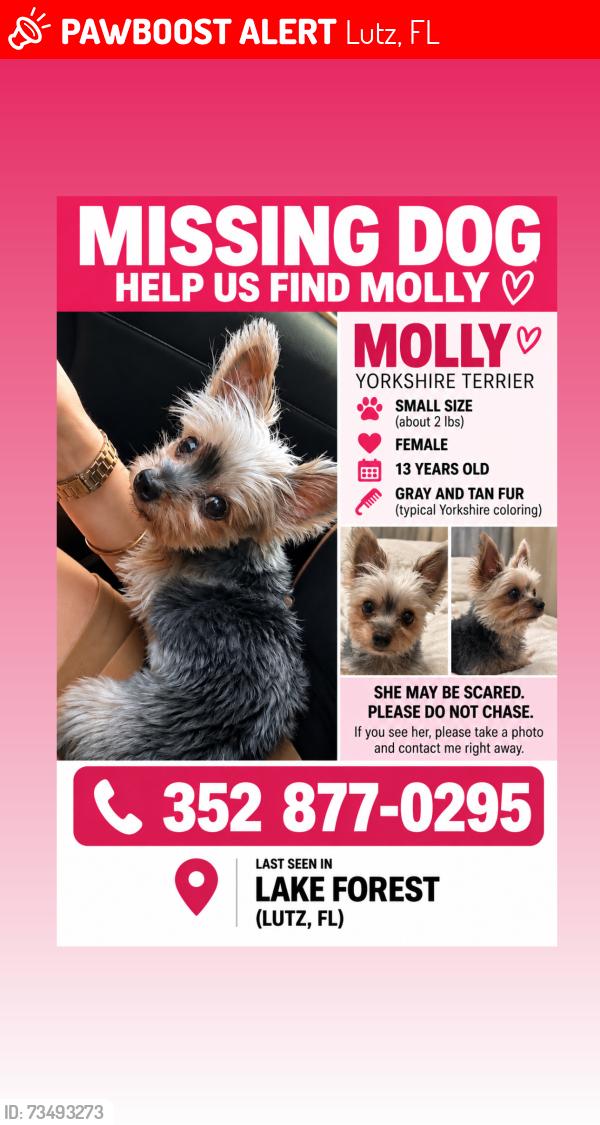 Lost Female Dog last seen Morning drive, Lutz, FL 33559