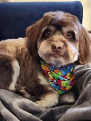 Reunited Male Dog last seen Dillons at 31st/Seneca, Wichita, KS 67217