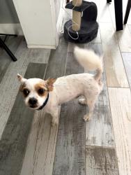 Reunited Male Dog last seen chickasaw and Millinockett., Orange County, FL 32825