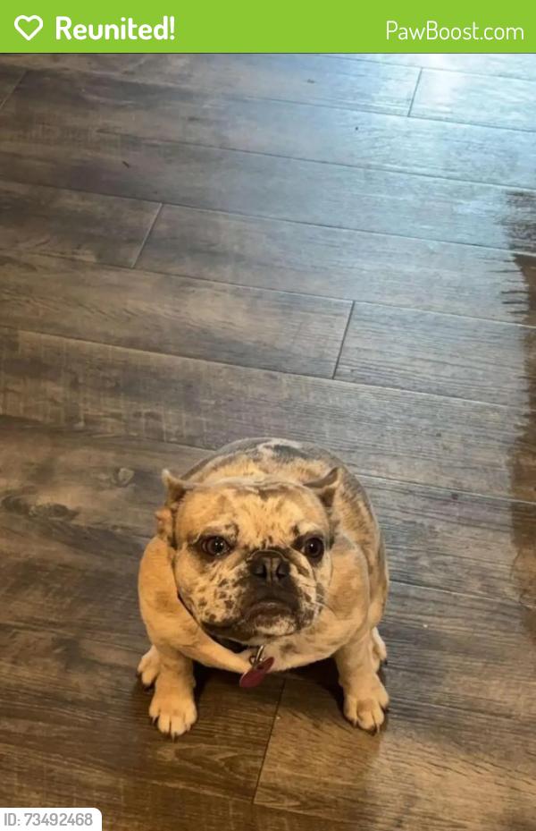Reunited Female Dog last seen Dousman ave, Green Bay, WI 54303