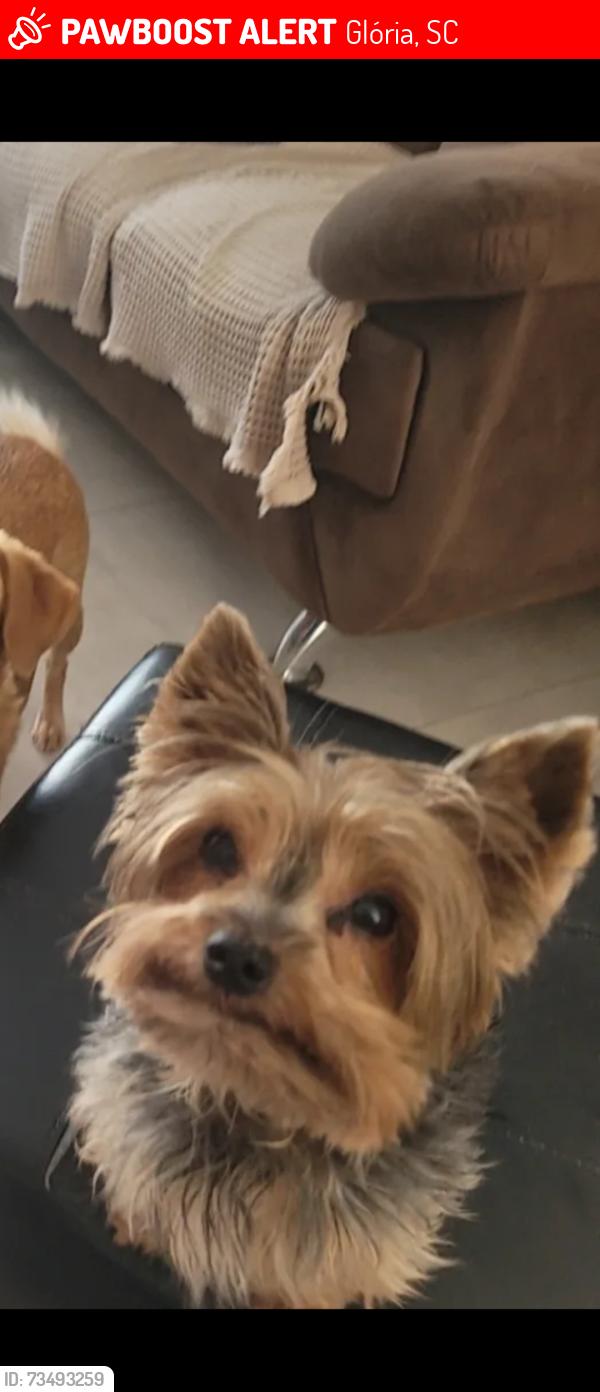 Lost Male Dog last seen benjamin constant, Glória, SC 