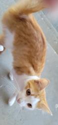 Found/Stray Female Cat last seen Palmer Ave and plain view, Tyler, TX 75701