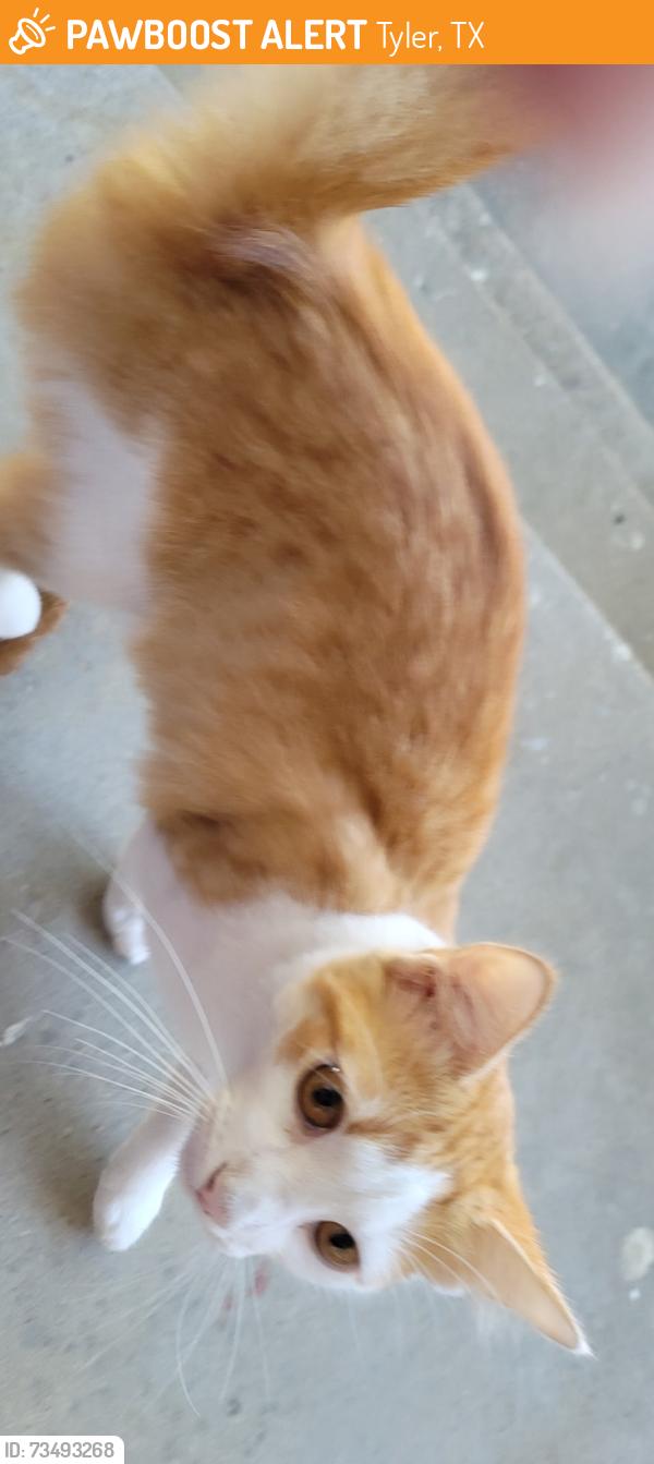 Found/Stray Female Cat last seen Palmer Ave and plain view, Tyler, TX 75701