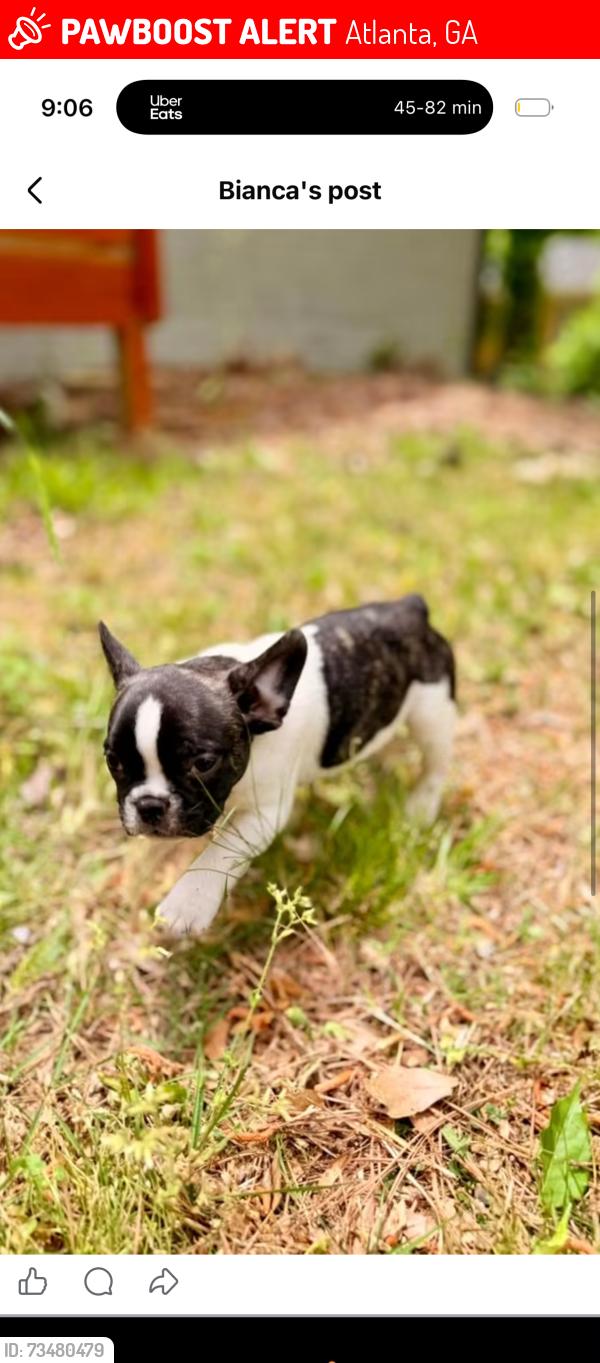 Lost Male Dog last seen Gresham rd near autozone, Candler, flatshoals,bigelows gresham, Atlanta, GA 30316