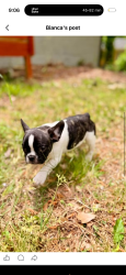Lost Male Dog last seen Gresham rd near autozone, Candler, flatshoals,bigelows gresham, Atlanta, GA 30316