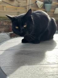 Lost Male Cat last seen Outwood, Radcliffe, England 