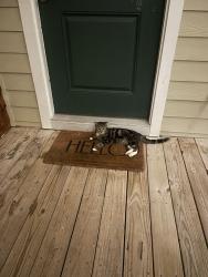 Found/Stray Female Cat last seen Myrtle Grove near Golden Rd, Myrtle Grove, NC 28409