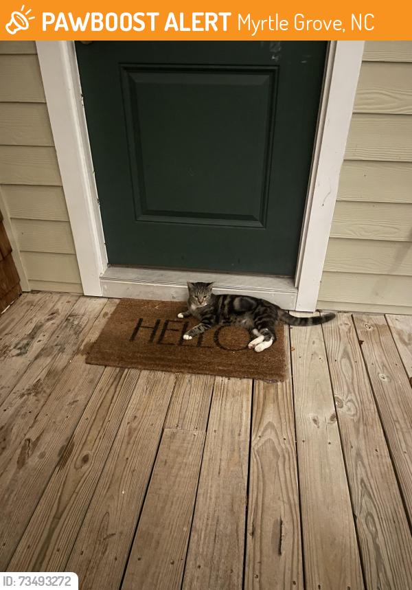 Found/Stray Female Cat last seen Myrtle Grove near Golden Rd, Myrtle Grove, NC 28409