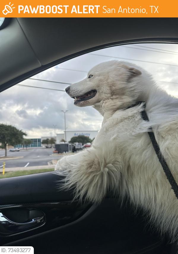 Found/Stray Unknown Dog last seen Colony Drive, San Antonio, TX 78230