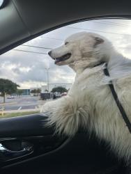 Found/Stray Unknown Dog last seen Colony Drive, San Antonio, TX 78230