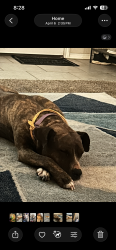 Lost Female Dog last seen In bell farms, Lubbock, TX 79423