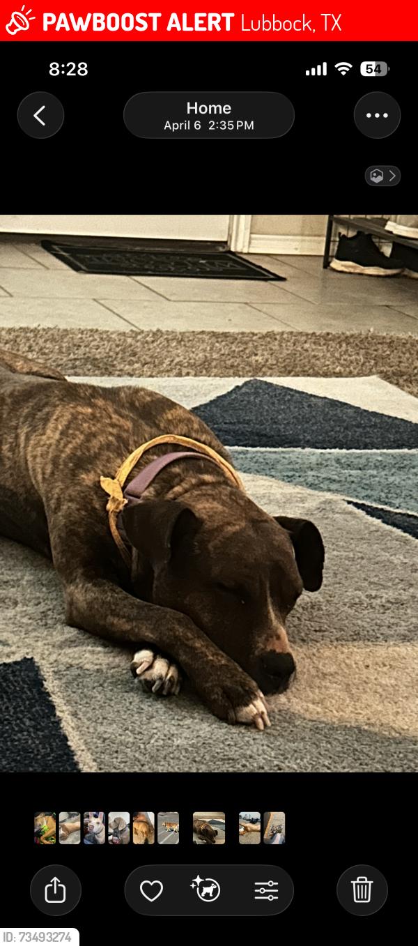 Lost Female Dog last seen In bell farms, Lubbock, TX 79423