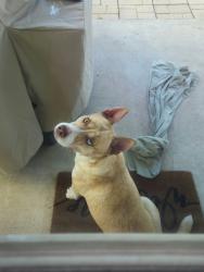 Found/Stray Female Dog last seen Near and Carl Stern, Hutto, TX 78634