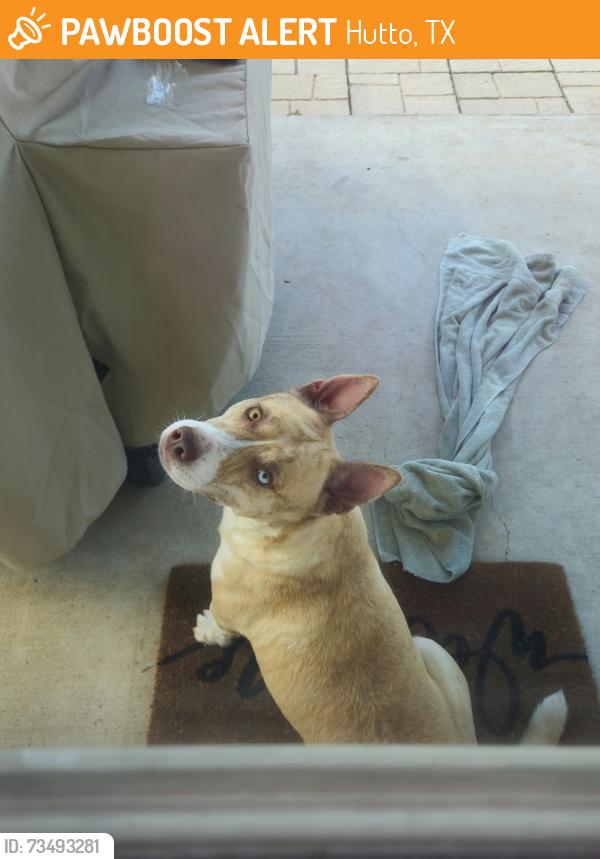 Found/Stray Female Dog last seen Near and Carl Stern, Hutto, TX 78634