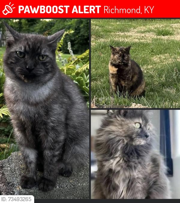 Lost Unknown Cat last seen Barnes Mill Road, behind Parlour Pizza & Pints, Richmond, KY 40475