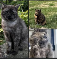 Lost Unknown Cat last seen Barnes Mill Road, behind Parlour Pizza & Pints, Richmond, KY 40475