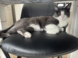 Reunited Male Cat last seen 10/Martindale, South Lyon, MI 48178