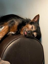 Reunited Male Dog last seen Maiden lane, Rochester, NY 14616
