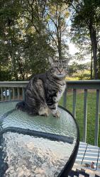 Lost Female Cat last seen Publix Hamilton Mill, Buford, GA 30519