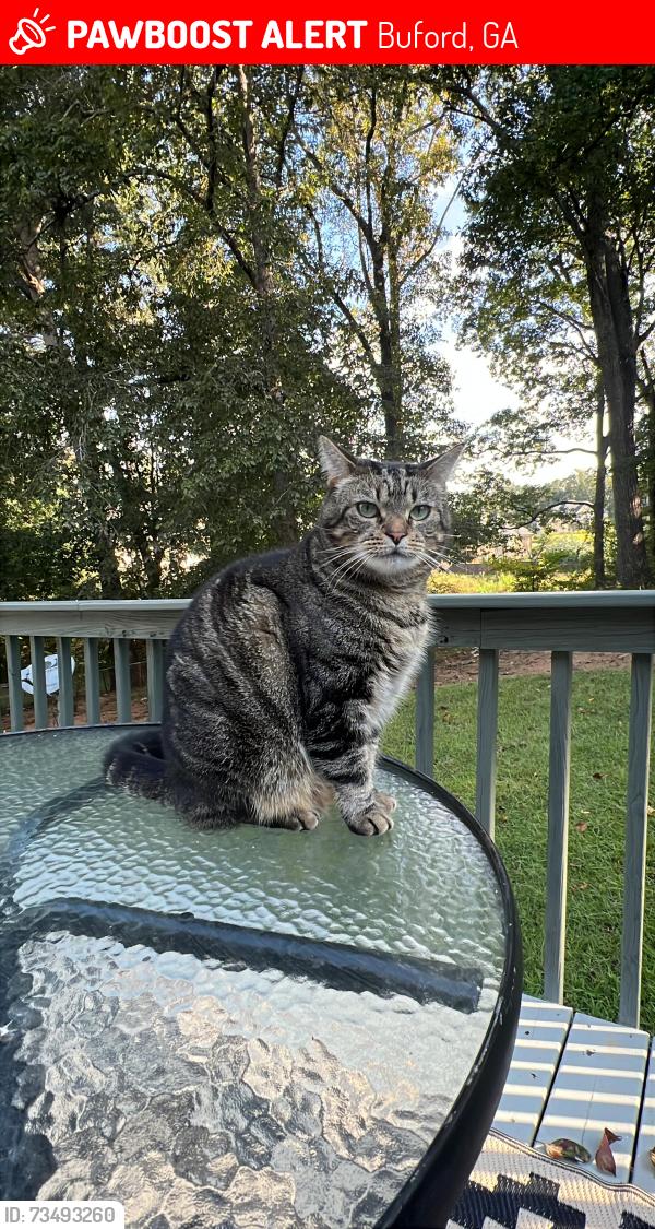 Lost Female Cat last seen Publix Hamilton Mill, Buford, GA 30519